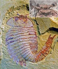 This picture shows a nearly intact fossil of Fuxianhuia protensa. The inset shows the fossilized brain in the head of another specimen. The brain structures are visible as dark outlines. (Photo: Xiaoya Ma; inset: Nicholas Strausfeld) This picture shows a nearly intact fossil of Fuxianhuia protensa. The inset shows the fossilized brain in the head of another specimen. The brain structures are visible as dark outlines. (Photo: Xiaoya Ma; inset: Nicholas Strausfeld